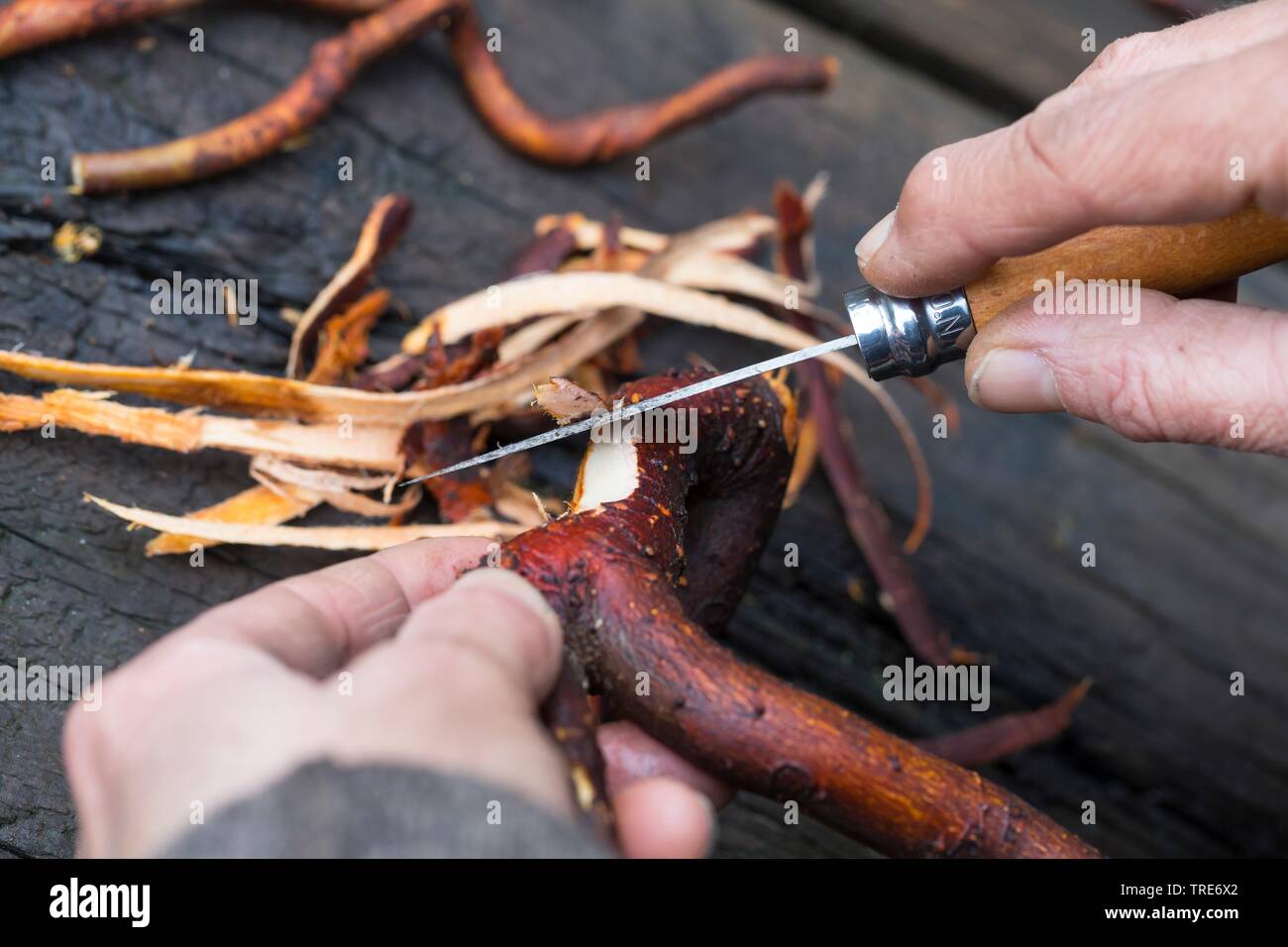 Blackthorn, Schlehe (Prunus spinosa), gesammelten Schlehen Wurzeln werden geschält, Deutschland Stockfoto