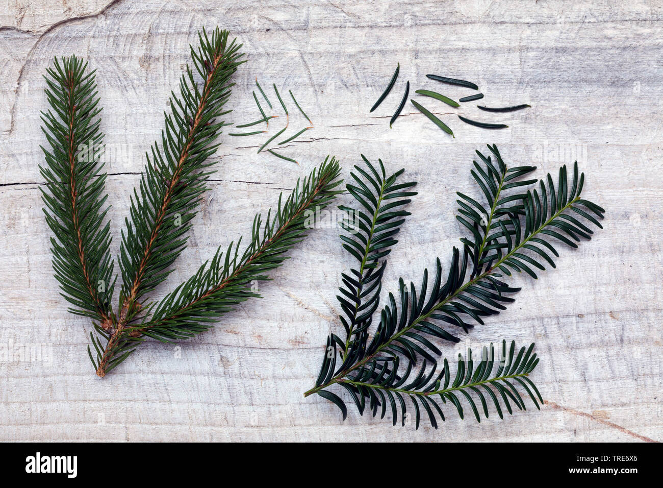 Vergleich von Fichte (links) mit Eibe (rechts) Stockfoto