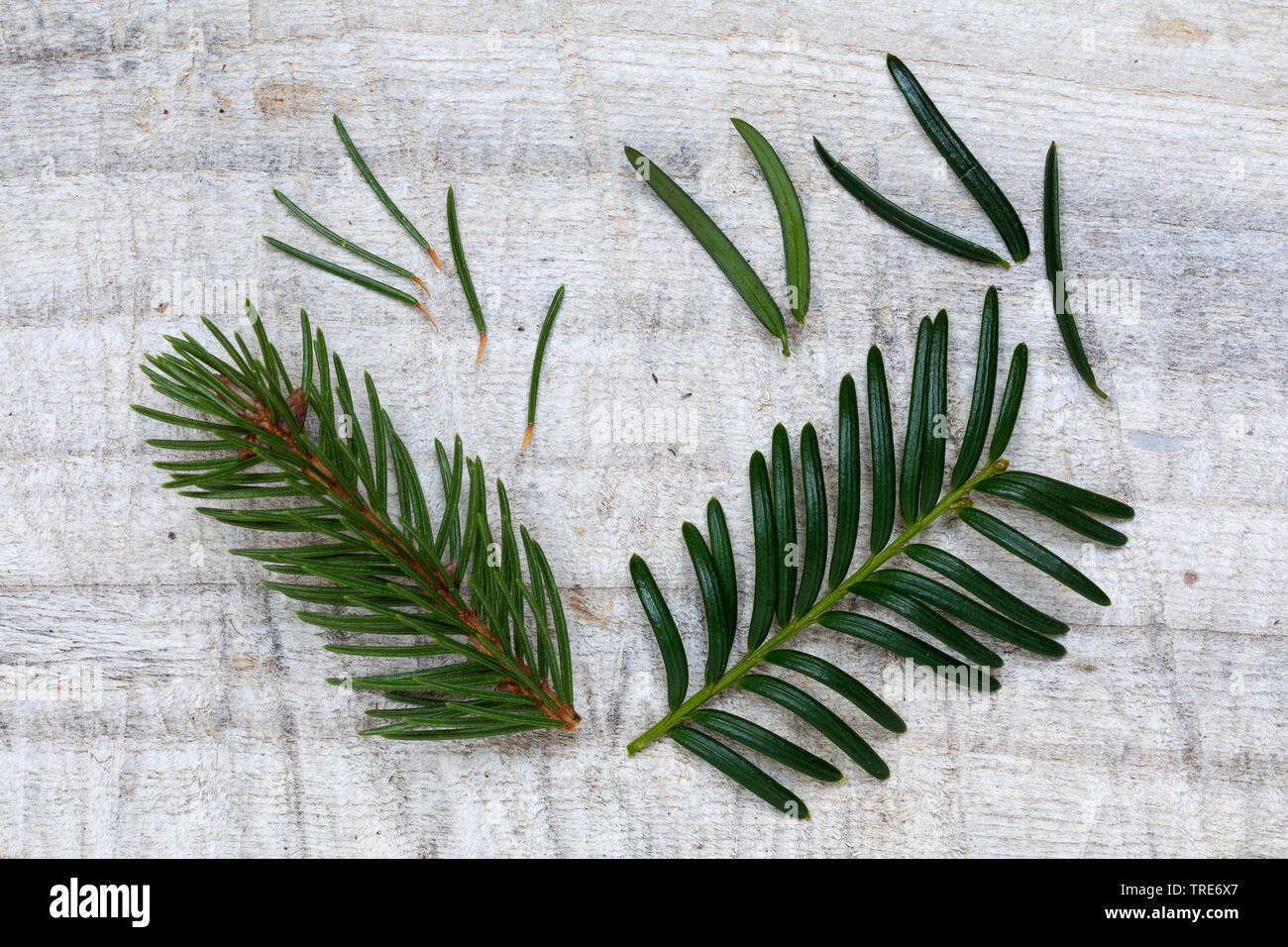 Vergleich von Fichte (links) mit Eibe (rechts) Stockfoto