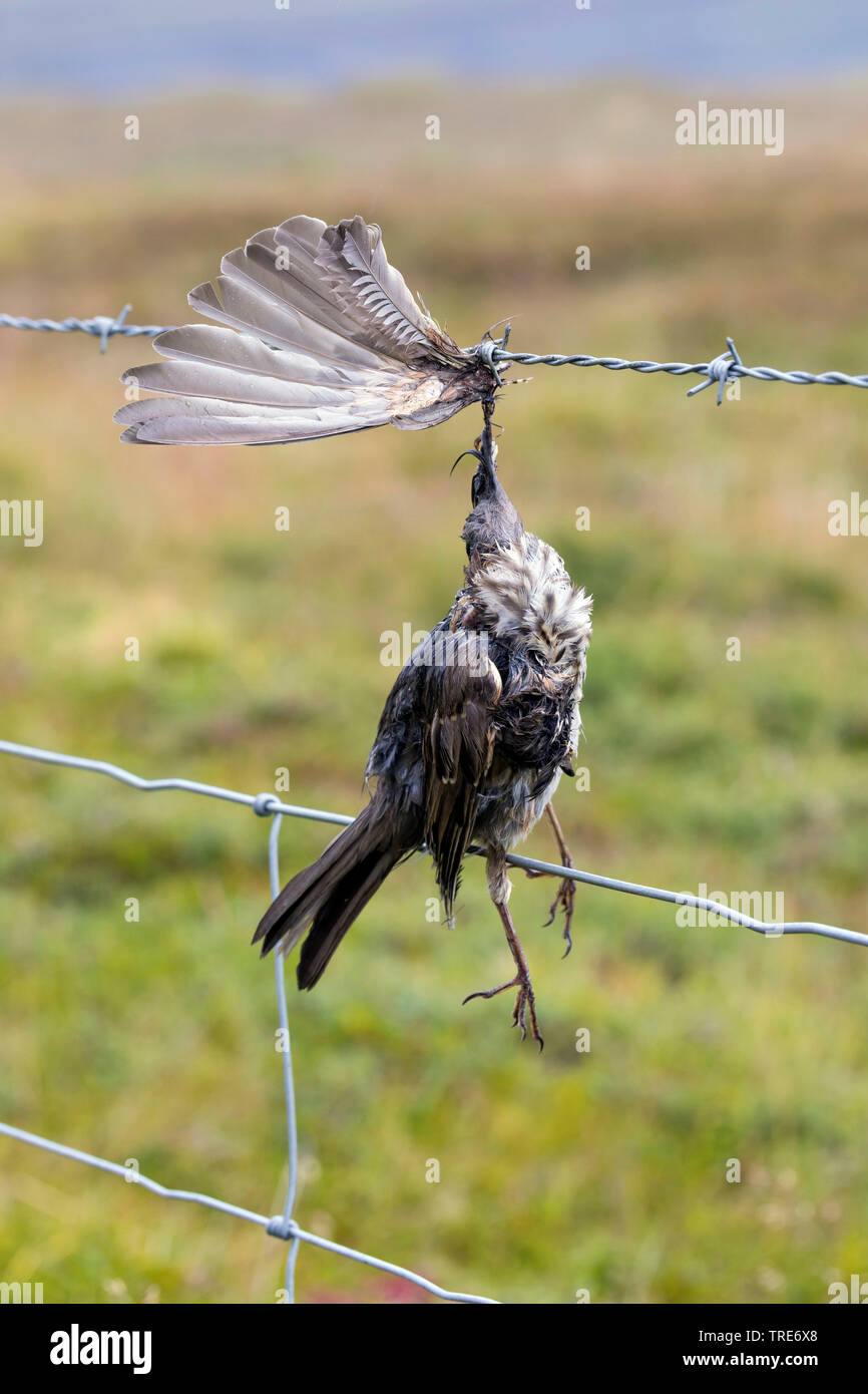 Rotdrossel (Turdus Iliacus), Vogel stirbt von Stacheldraht, Island Stockfoto