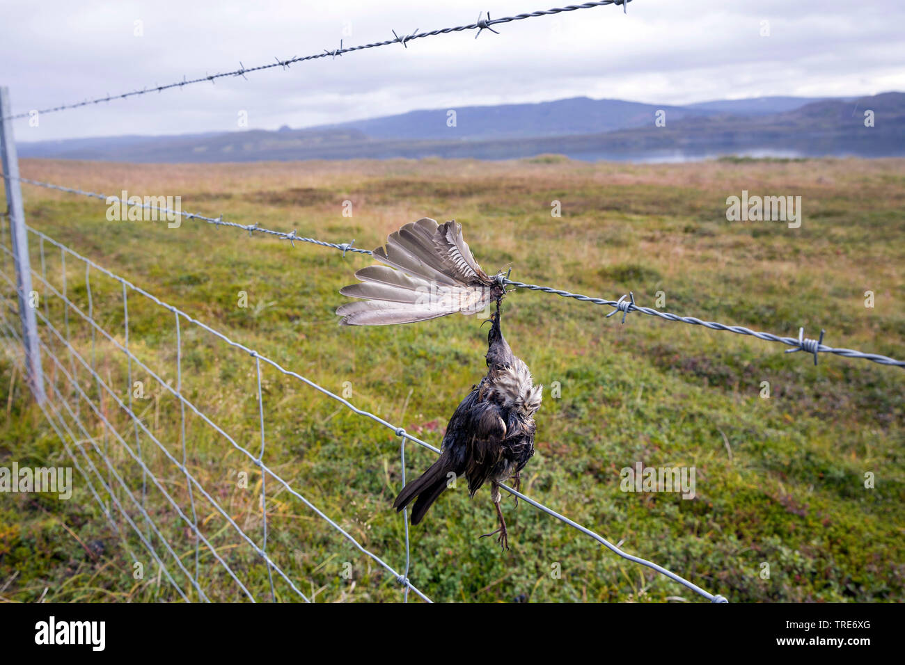 Rotdrossel (Turdus Iliacus), Vogel stirbt von Stacheldraht, Island Stockfoto