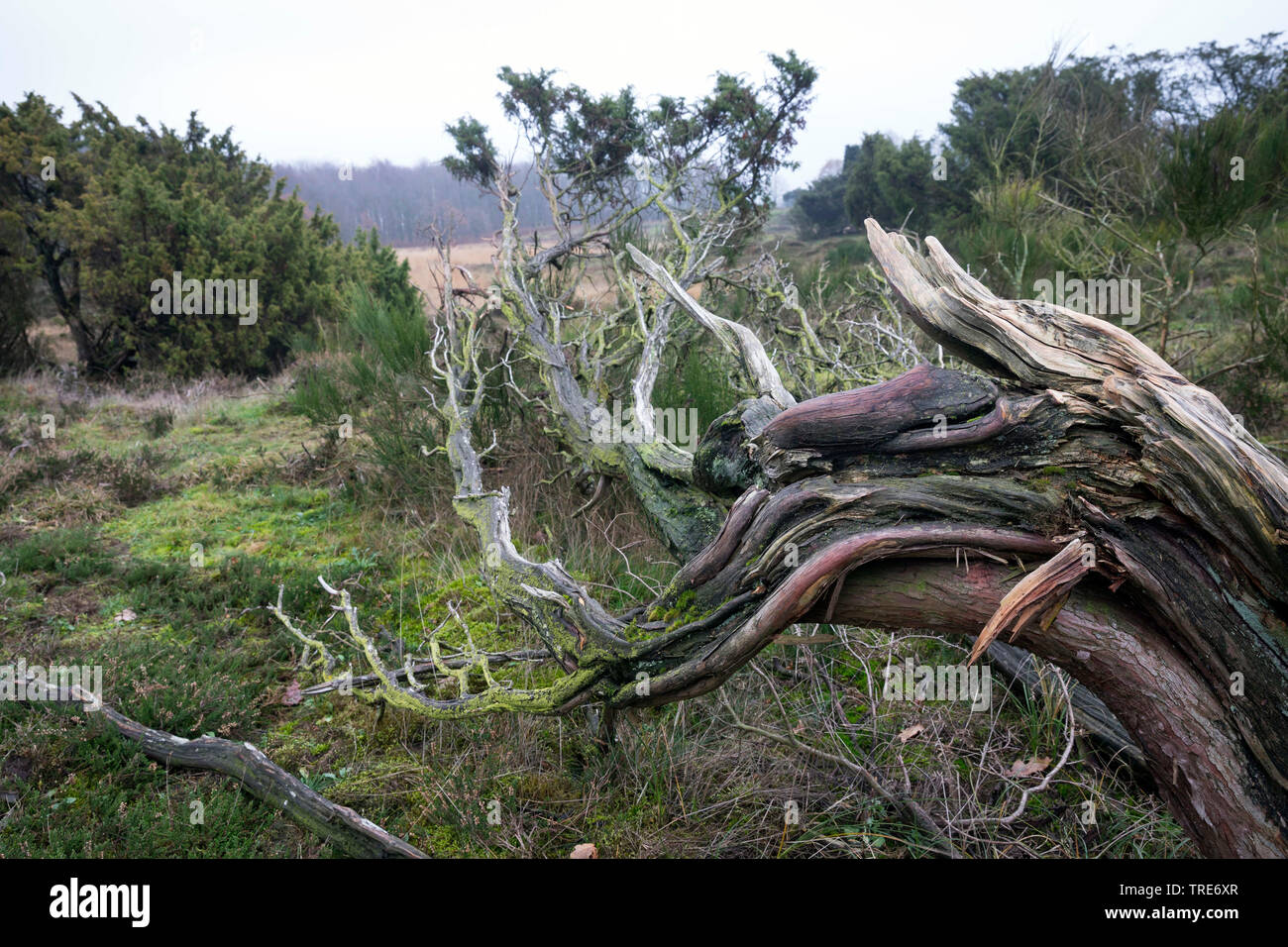 Gemeinsame Wacholder, Wacholder (Juniperus communis), Sträucher in einer Heide, Deutschland, Schleswig-Holstein, NSG Duene am Rimmelsberg Stockfoto
