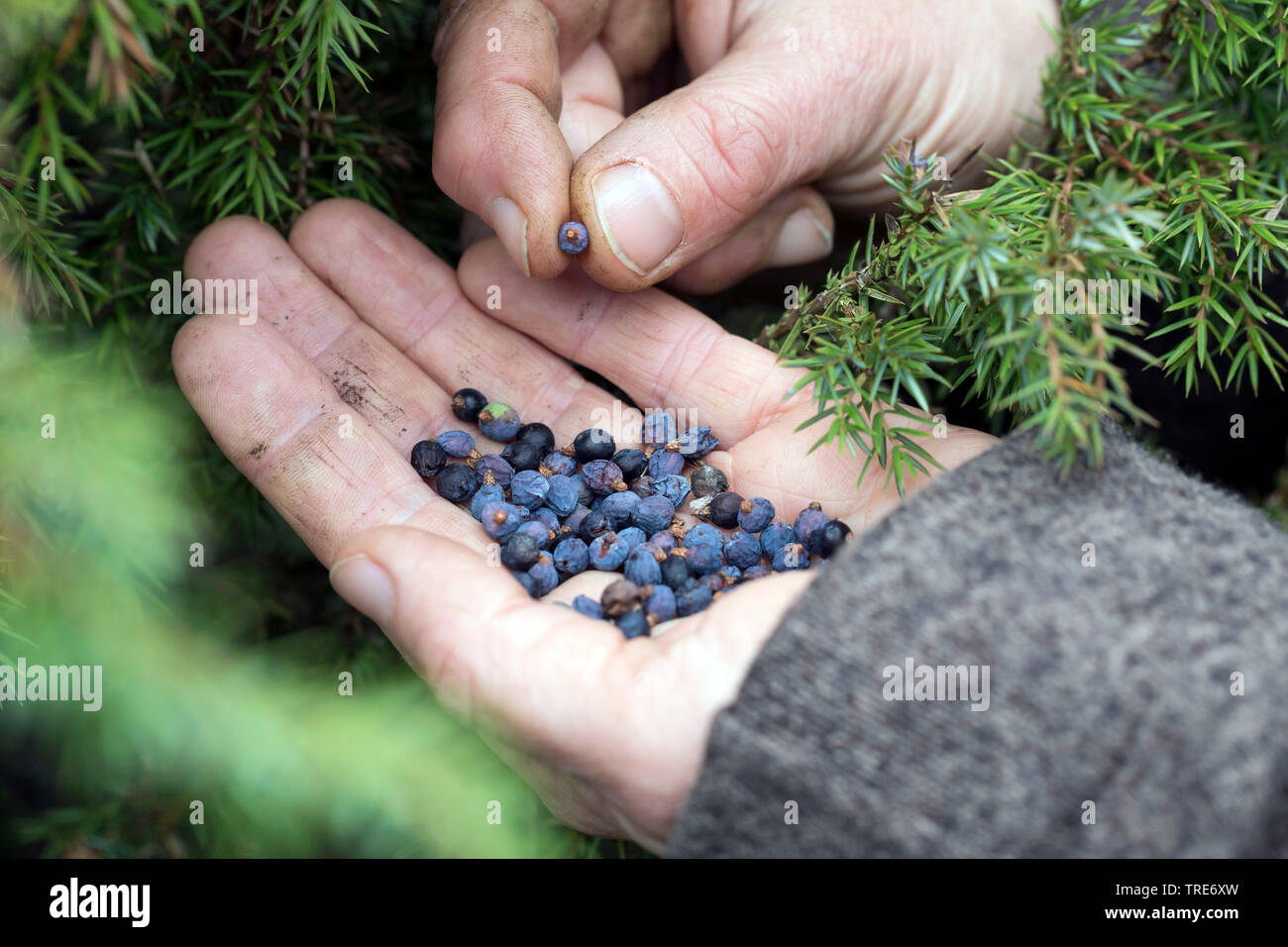 Gemeinsame Wacholder, Wacholder (Juniperus communis), Sammeln von Beeren, Deutschland Stockfoto