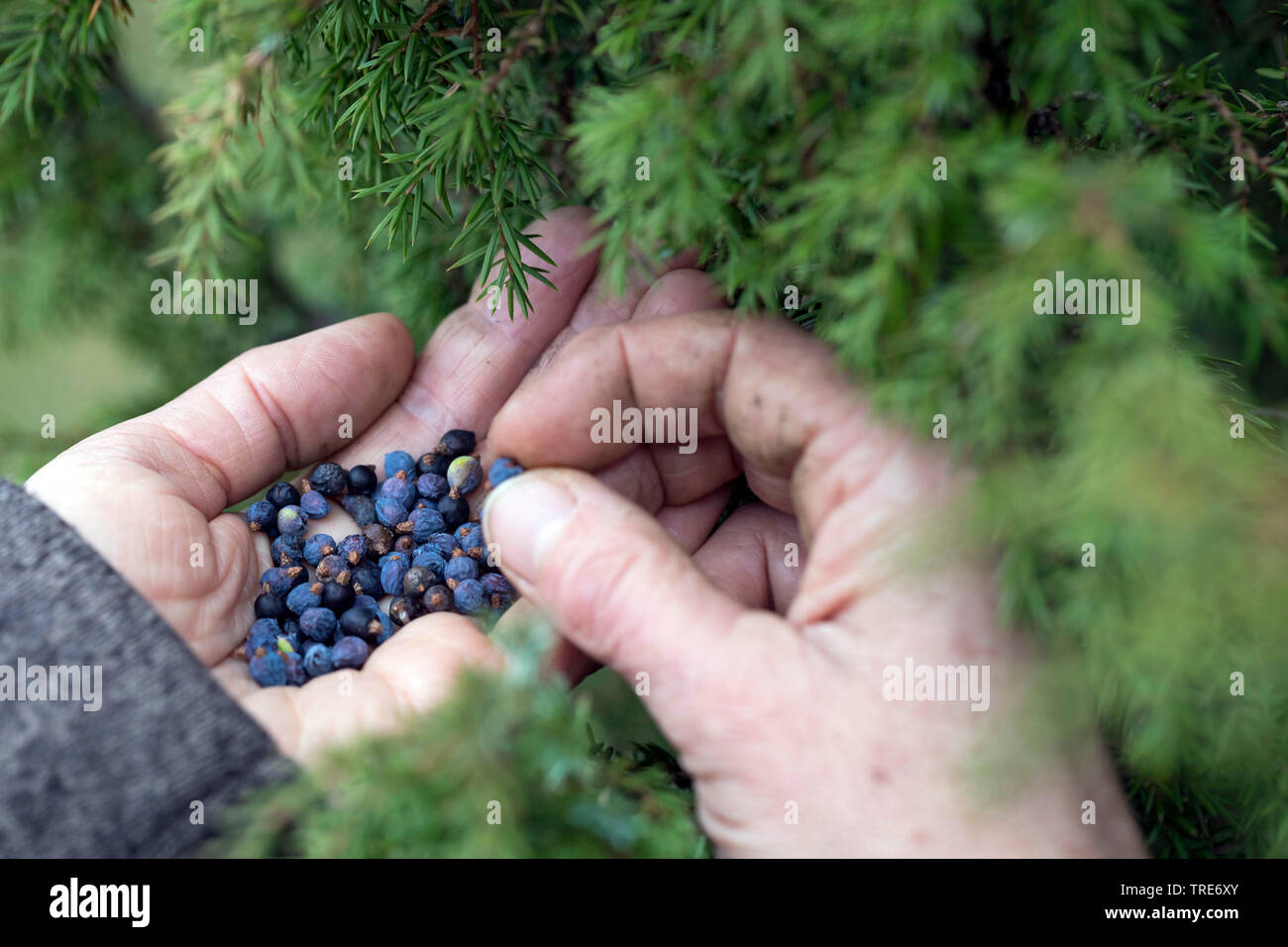 Gemeinsame Wacholder, Wacholder (Juniperus communis), Sammeln von Beeren, Deutschland Stockfoto