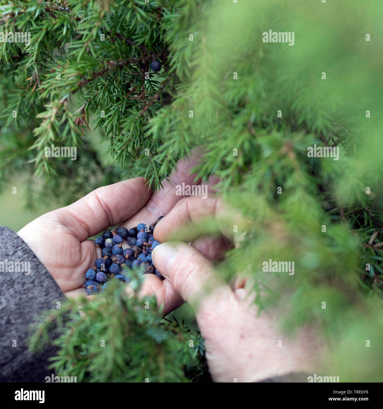 Gemeinsame Wacholder, Wacholder (Juniperus communis), Sammeln von Beeren, Deutschland Stockfoto