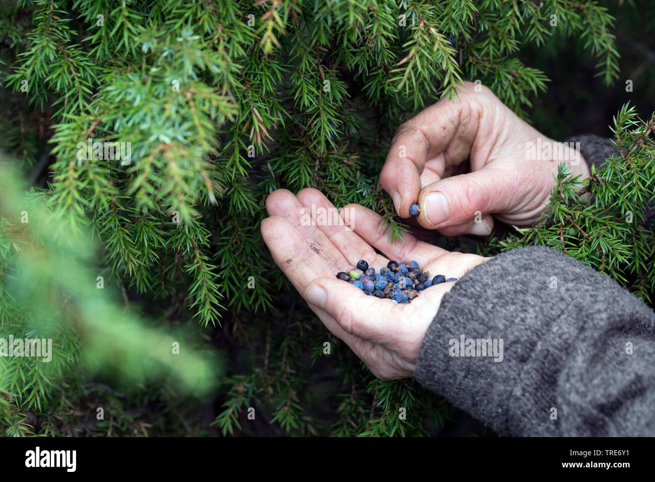 Gemeinsame Wacholder, Wacholder (Juniperus communis), Sammeln von Beeren, Deutschland Stockfoto