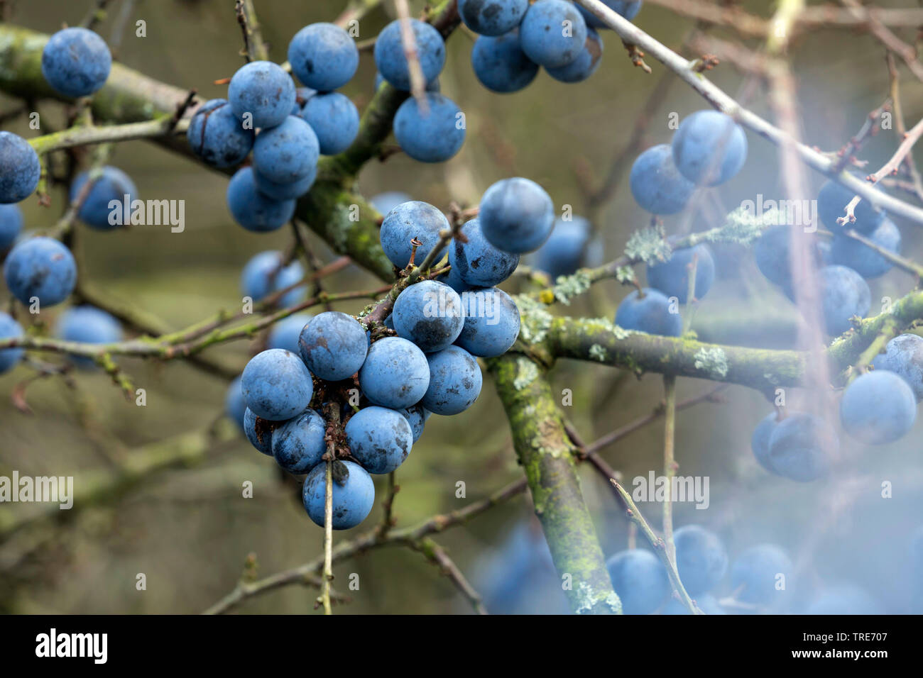 Schlehe, Schlehe (Prunus Spinosa), Früchte, Deutschland Stockfoto
