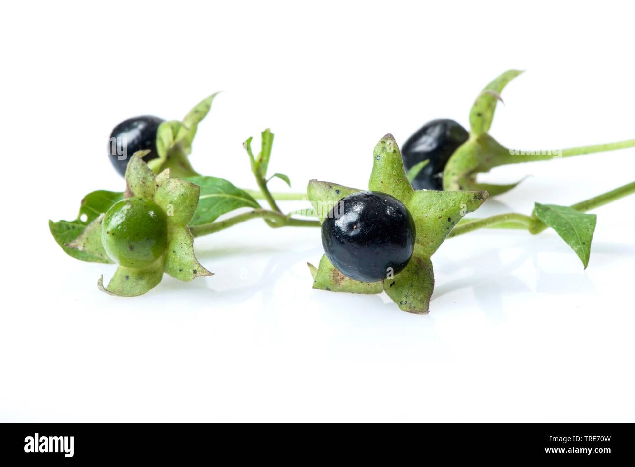 Tollkirsche (atropa Bella-Donna, Atropa belladonna), Obst, Ausschnitt, Deutschland Stockfoto