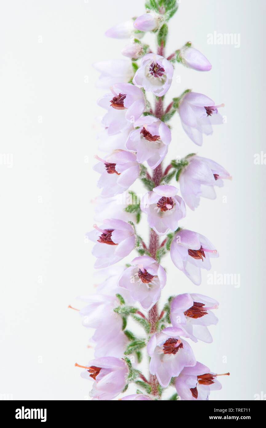 Gemeinsame Heather, Leng, Heidekraut (Calluna vulgaris), Blütenstand, Ausschneiden Stockfoto