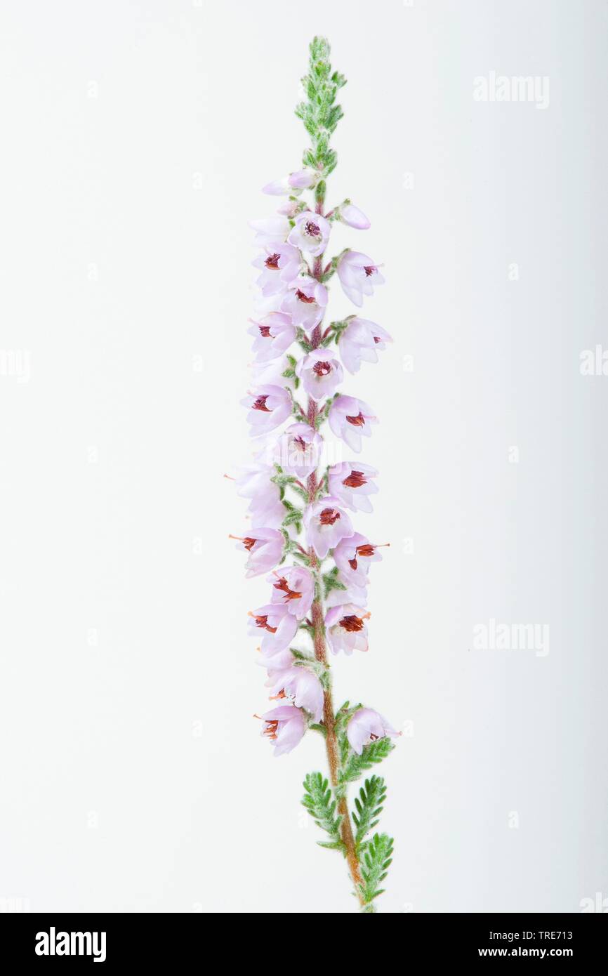 Gemeinsame Heather, Leng, Heidekraut (Calluna vulgaris), Blütenstand, Ausschneiden Stockfoto