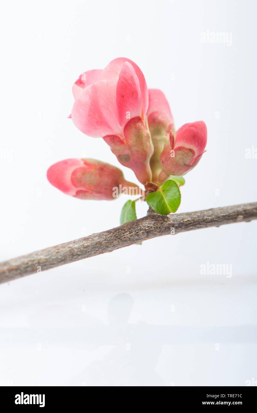 Japanische Quitte (Chaenomeles japonica, Choenomeles japonica), Blumen Stockfoto