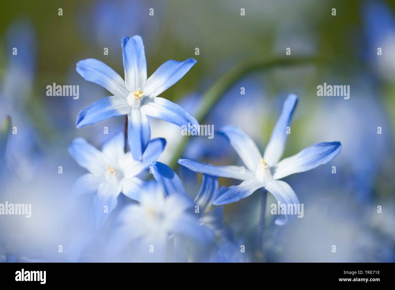 Grosse Sternhyazinthe (Chionodoxa) siehei, Blueten | Siehe Herrlichkeit - von - die - Schnee (Chionodoxa siehei), Blume | BLWS 518913.jpg [(c) Blickwinkel/F. Teigl Stockfoto