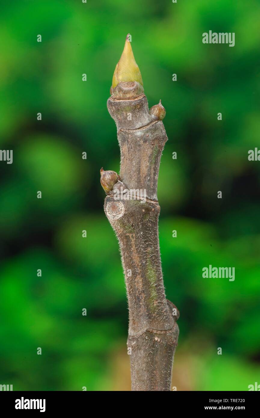 Essbare Feige, Feige, Feigenbaum (Ficus Carica), Zweig mit Knospen Stockfoto