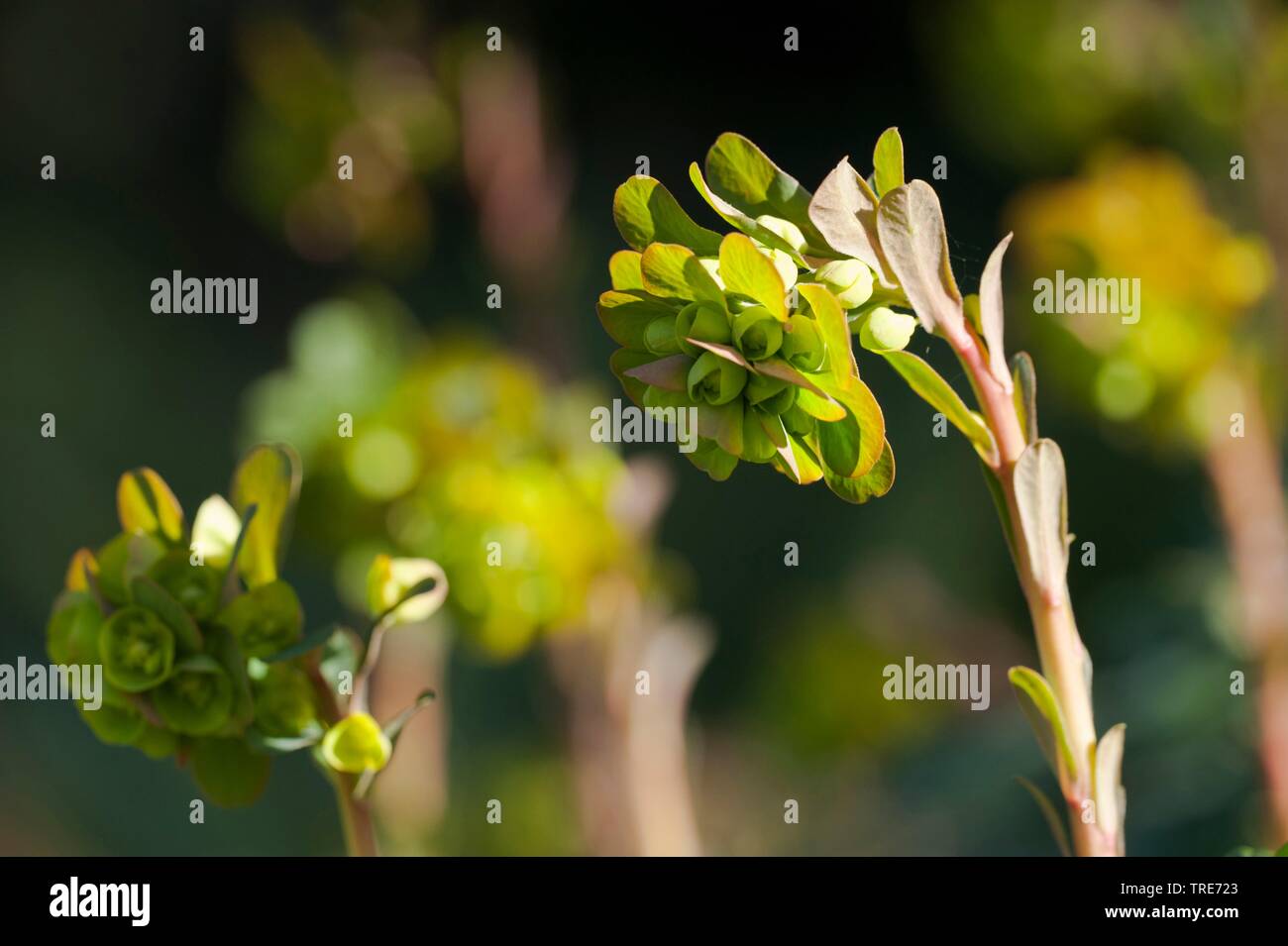 Holz Wolfsmilch (Euphorbia amygdaloides var.robbiae), Blütenstand Stockfoto
