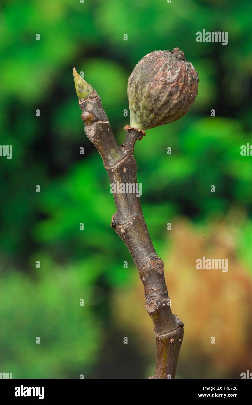 Essbare Feige, Feige, Feigenbaum (Ficus Carica), Zweig mit Knospen und Abb. Stockfoto