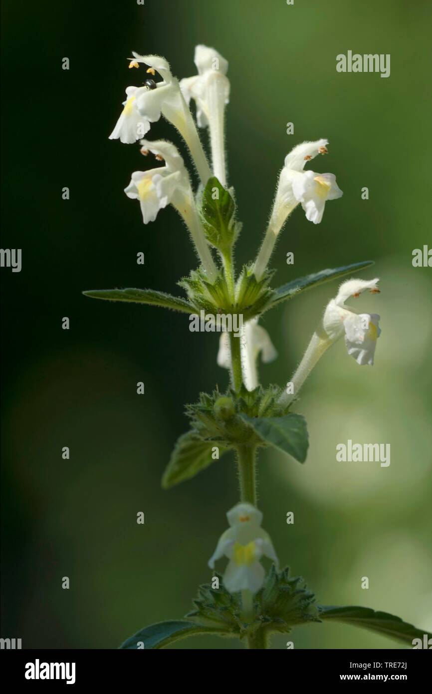 Downy Hanf - Brennnessel (Galeopsis segetum), Blütenstand Stockfoto