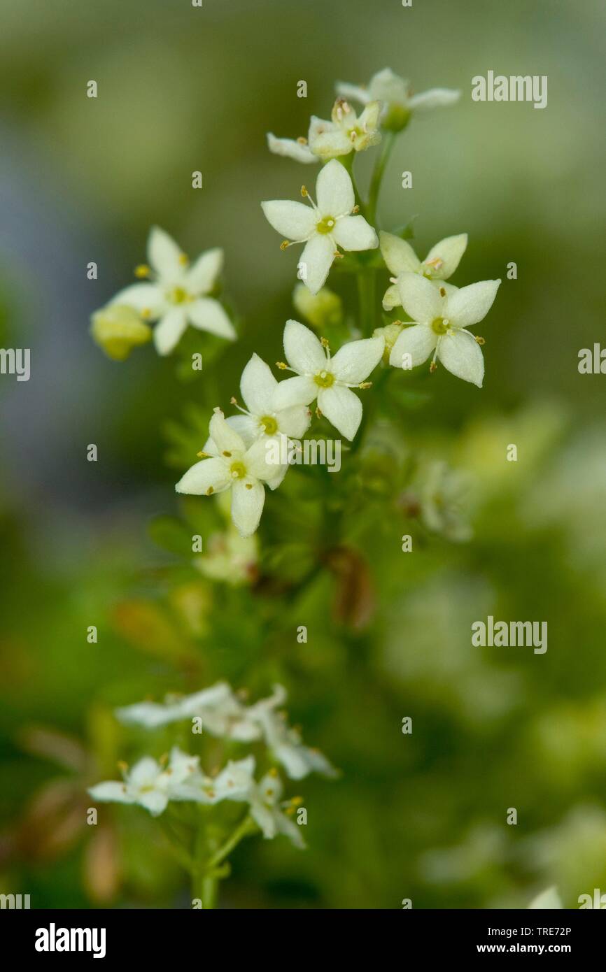 Schweizer bedstraw (Galium megalospermum), Blumen, Schweiz Stockfoto