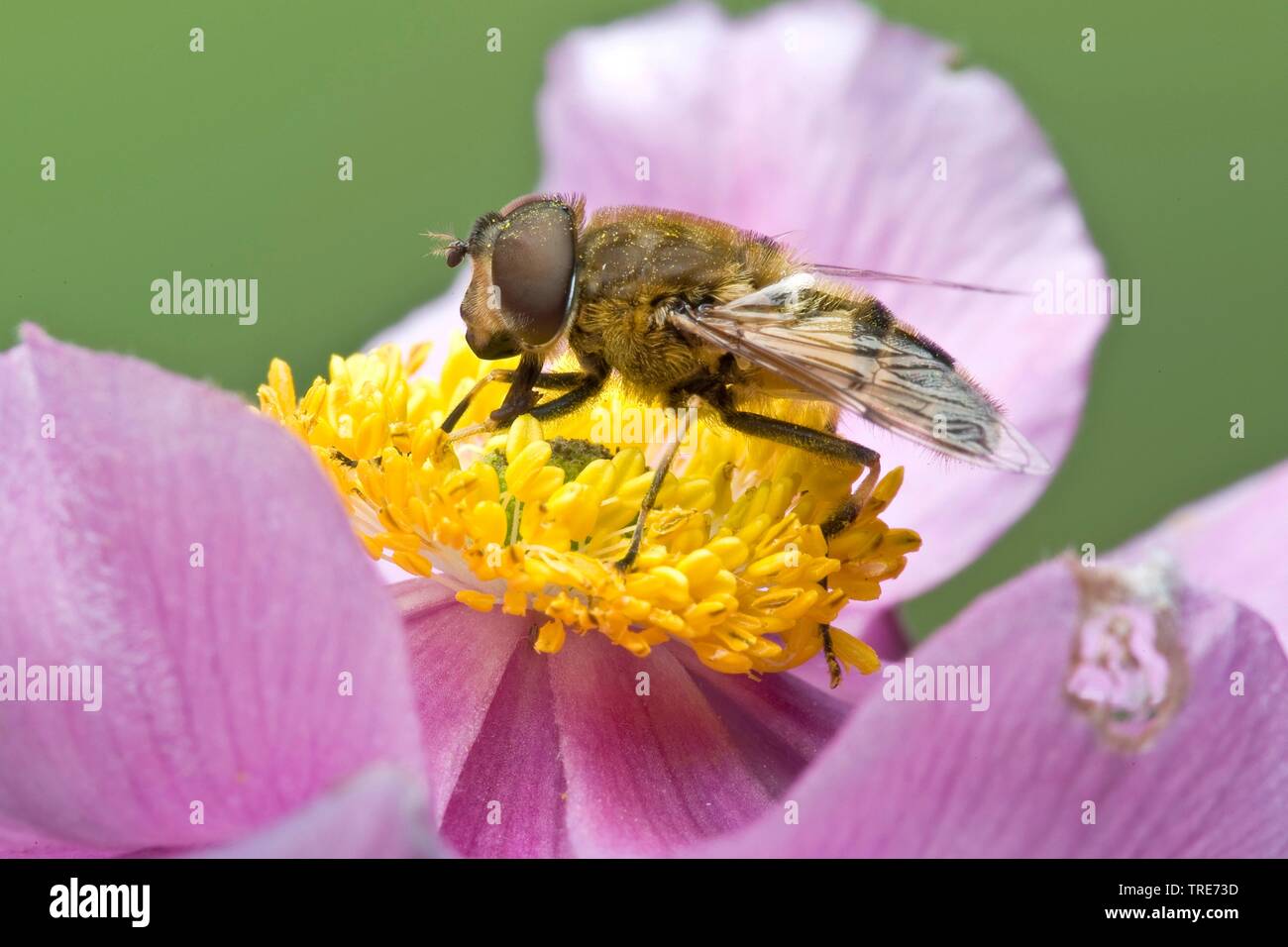 Drohnenfliege (Eristalis tenax), auf einer Blume, Deutschland Stockfoto