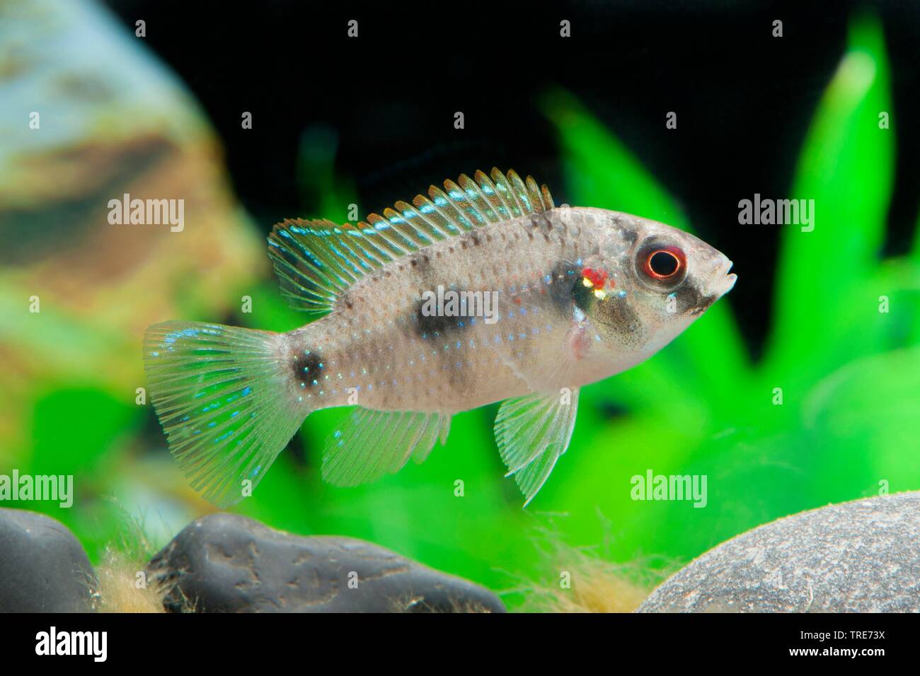 Zwerg Juwel Fisch (Anomalochromis thomasi), Schwimmen Stockfoto