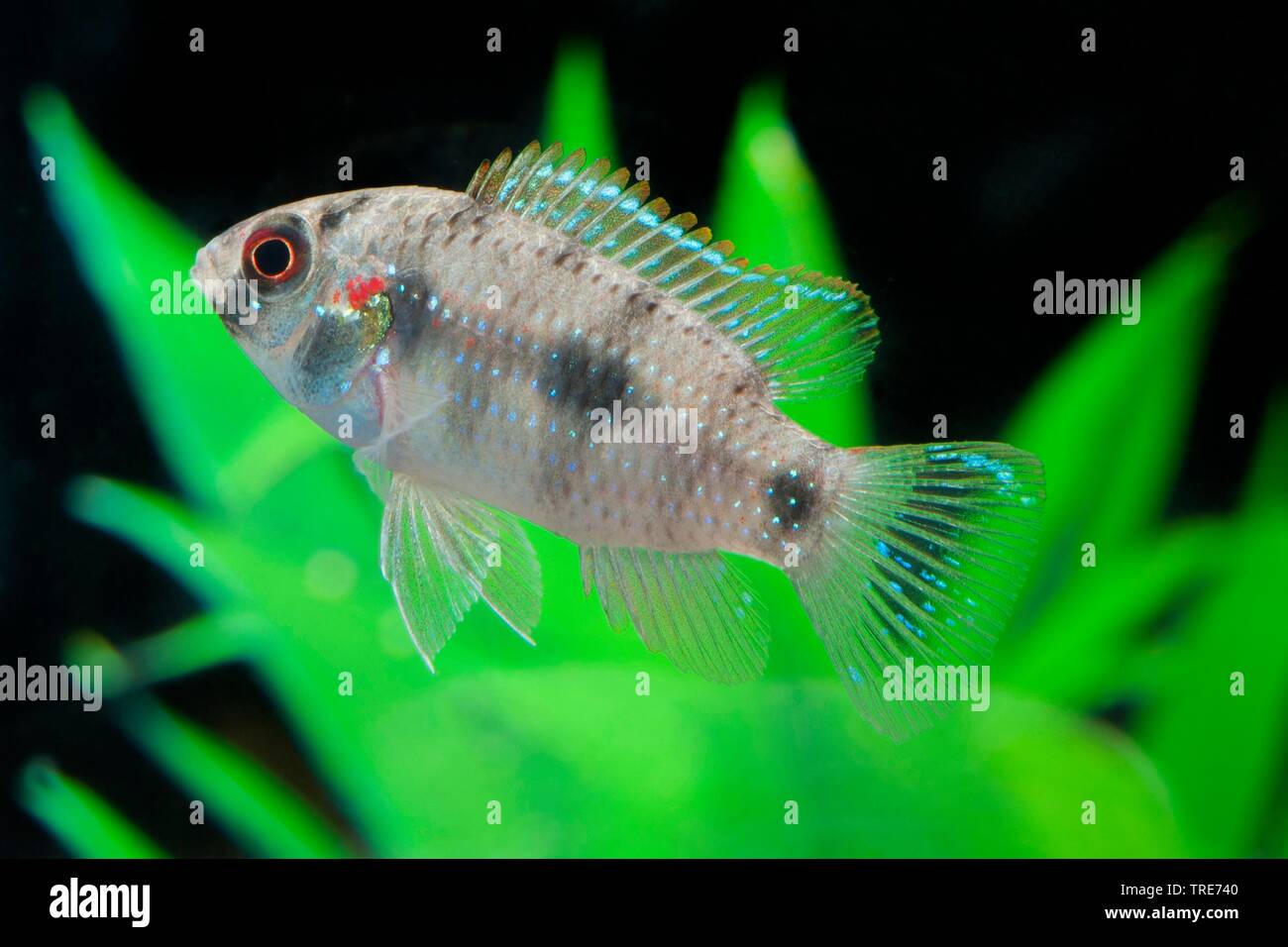 Zwerg Juwel Fisch (Anomalochromis thomasi), Schwimmen Stockfoto
