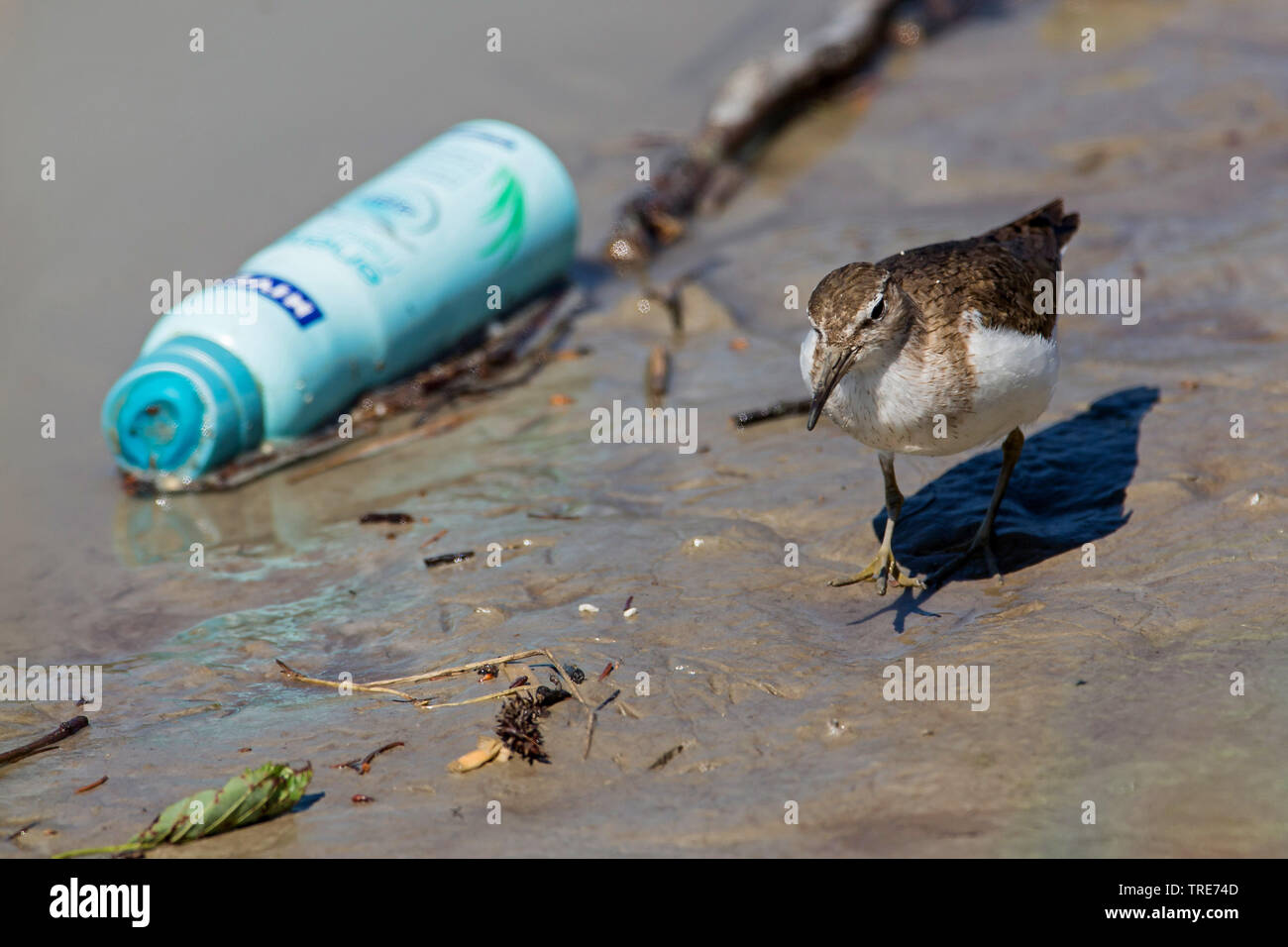 Flussuferläufer Actitis hypoleucos (Tringa, hypoleucos), die Vergangenheit einer Aerosoldose auf schlammigem Wasser, Österreich, Tirol Stockfoto