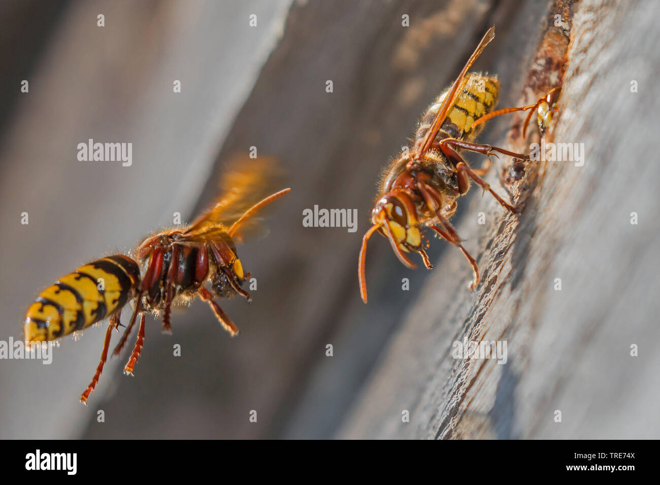 Hornet, brown Hornet, Europäische Hornisse (Vespa crabro), Fliegen mit der Nahrung zum Nest Eingang, Deutschland, Bayern, Niederbayern, Oberbayern Stockfoto