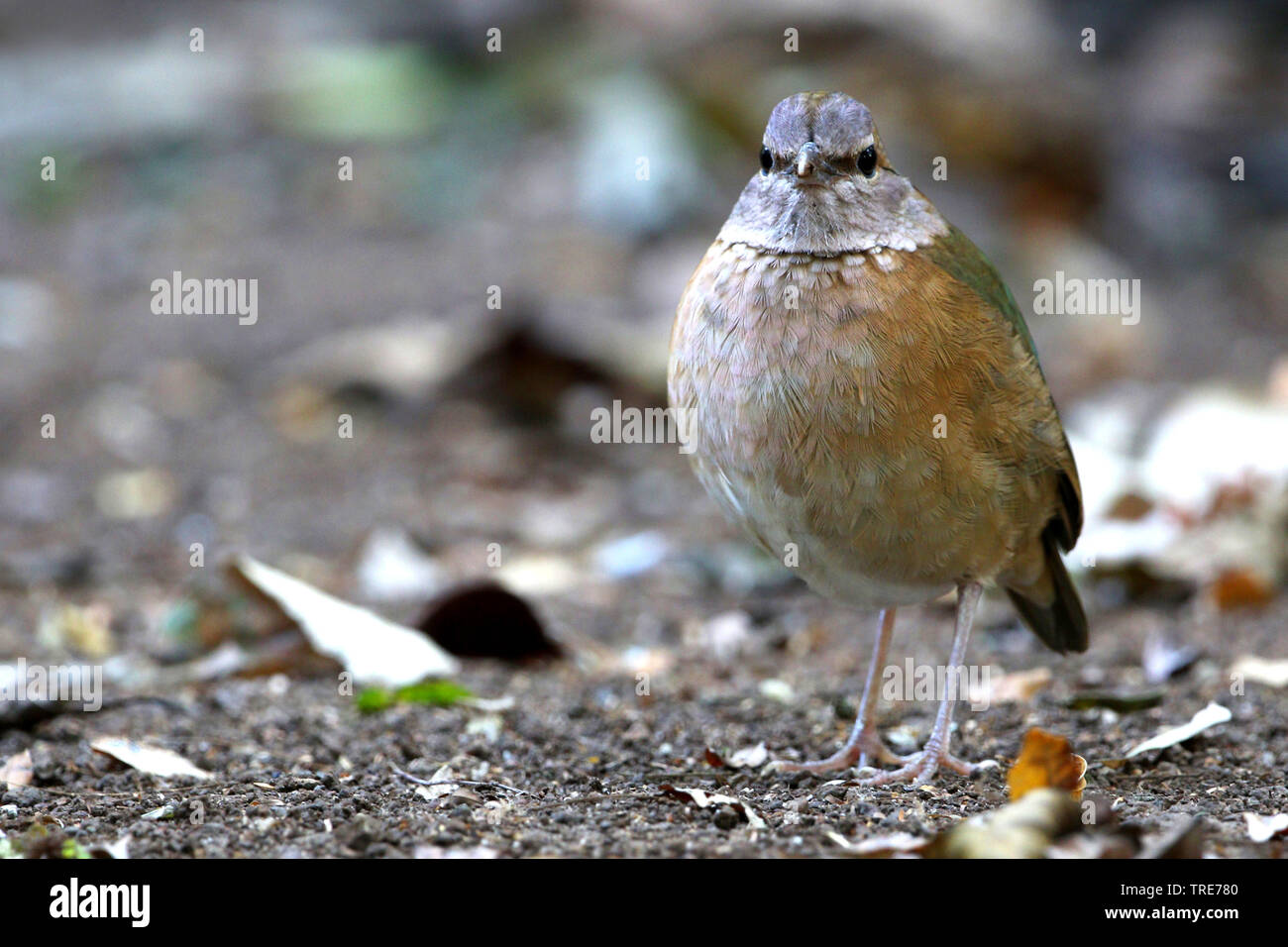 Blau-rumped pitta, Hydrornis soror (Hydrornis soror), Weibliche, Vietnam, Cat Tien Stockfoto