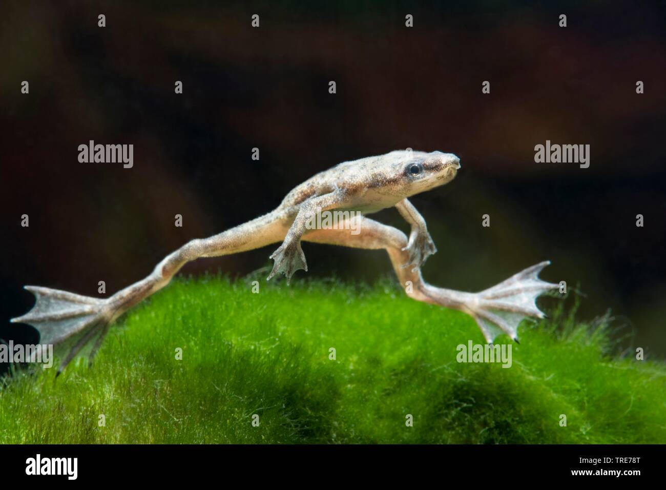 Afrikanische Zwerg Frosch, Zwerg Krallenfrosches (Hymenochirus boettgeri), Schwimmen Stockfoto