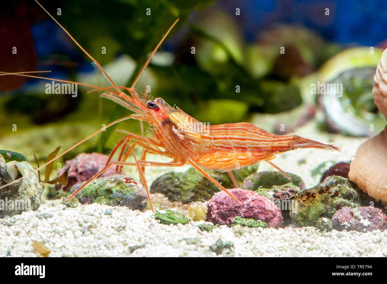 Pfefferminze Garnelen, Carribbean Putzergarnelen, Geäderte Garnele (Lysmata wurdemanni), im Aquarium Stockfoto