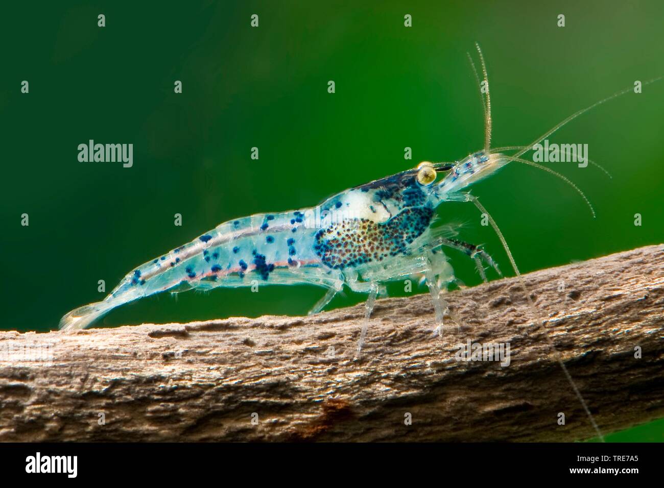 Rili blaue Garnelen (Neocaridina davidi, neocaridina heteropoda), Rasse Rili Blau Stockfoto