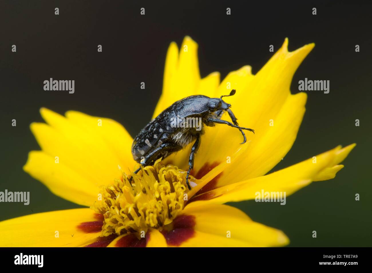 Weiß getupftem Rose Käfer (Oxythyrea funesta), auf einer Blume, Deutschland Stockfoto