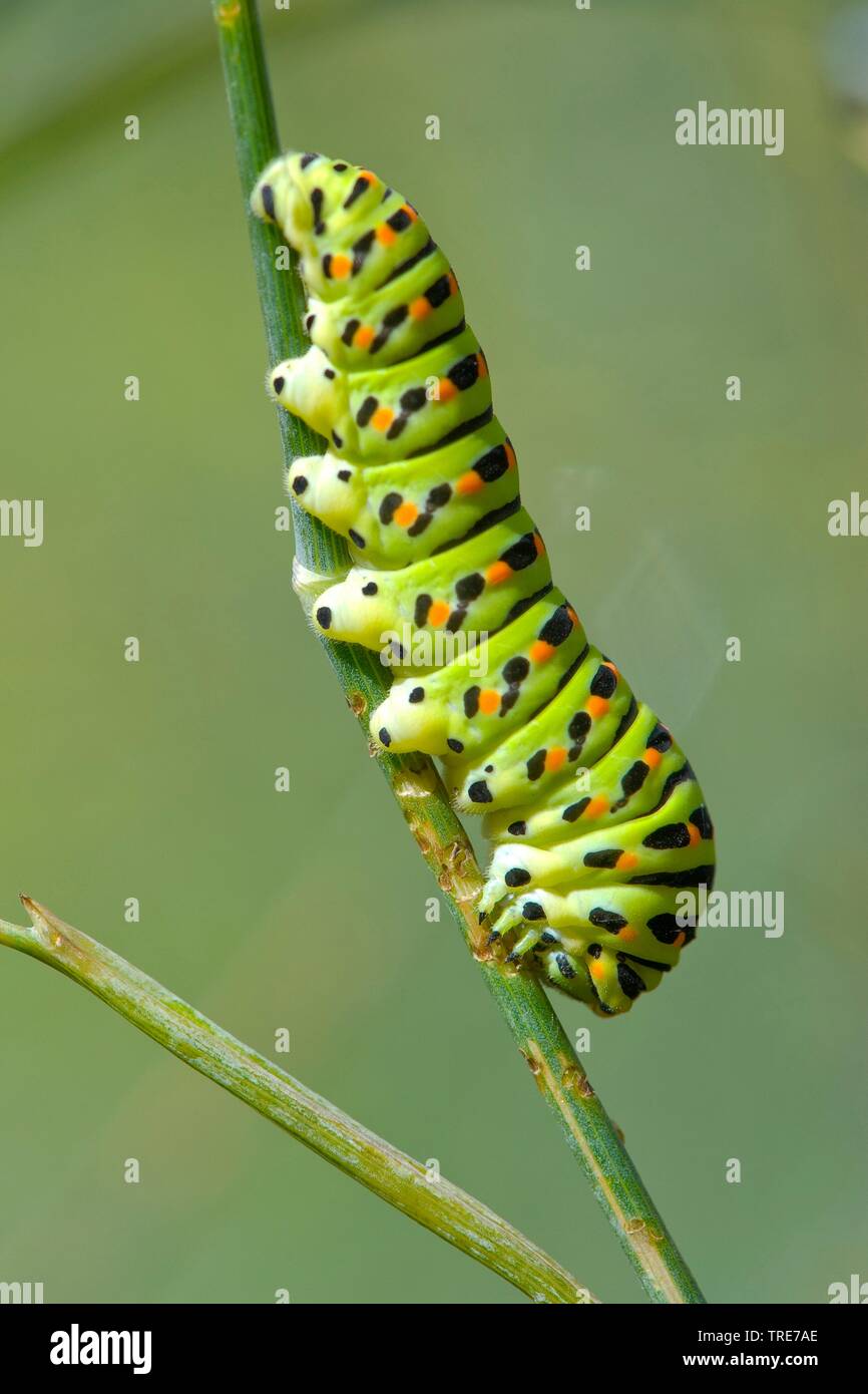 Swallowtail (Pieris brassicae), Caterpillar auf einen Stiel, Deutschland Stockfoto