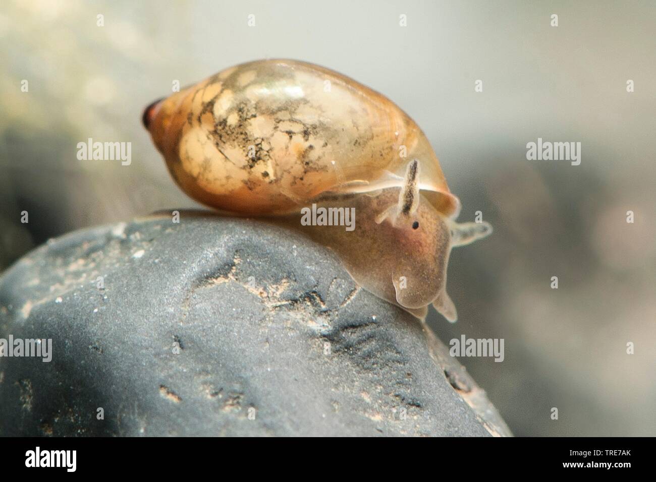 Blase Schnecke (physella Heterostropha), im Aquarium, Deutschland Stockfoto