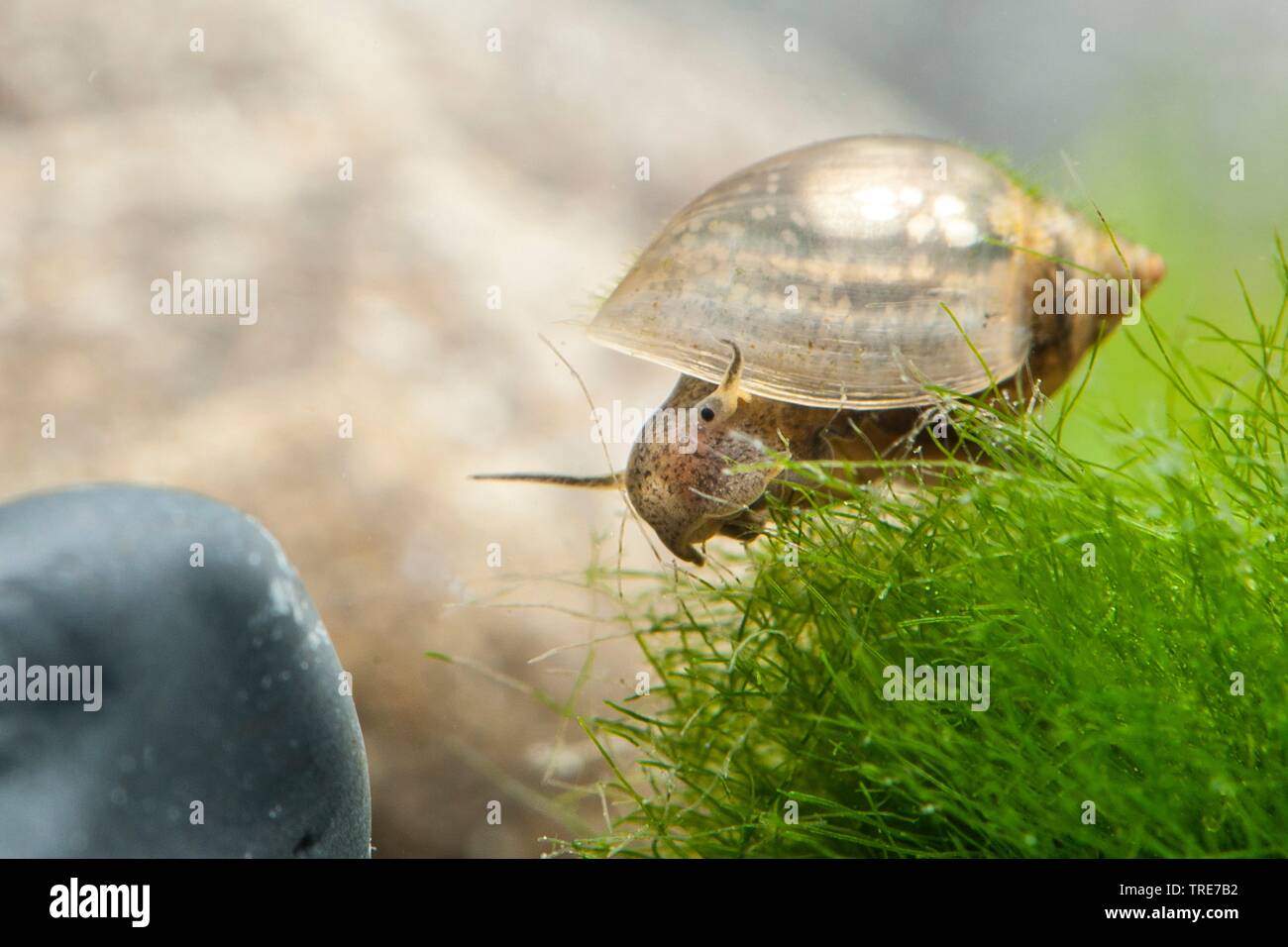 Blase Schnecke (physella Heterostropha), im Aquarium, Deutschland Stockfoto
