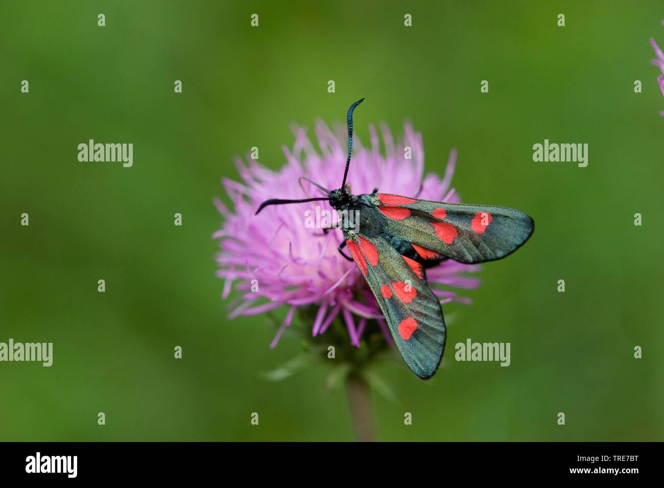 Eng begrenzt 5-spot Burnet (Zygaena lonicerae), sitzt auf einer Blume, Deutschland Stockfoto