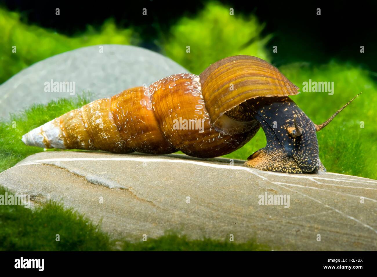 (Rabbitsnail Tylomelania vgl. wallacei), im Aquarium Stockfoto