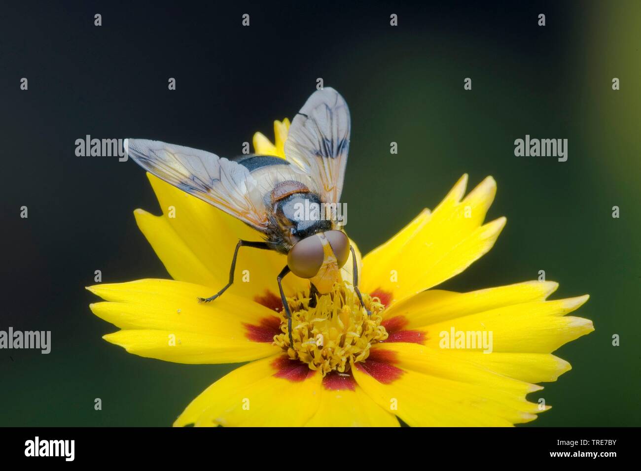 Zona pellucida Hoverfly, Zona pellucida Fliegen (Volucella pellucens), sitzt auf einer Blume, Deutschland Stockfoto