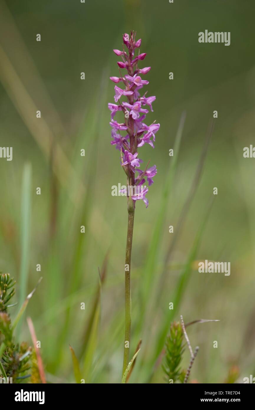 Kurzer angespornt duftenden Orchideen (Gymnadenia Odoratissima), blühen, Deutschland Stockfoto