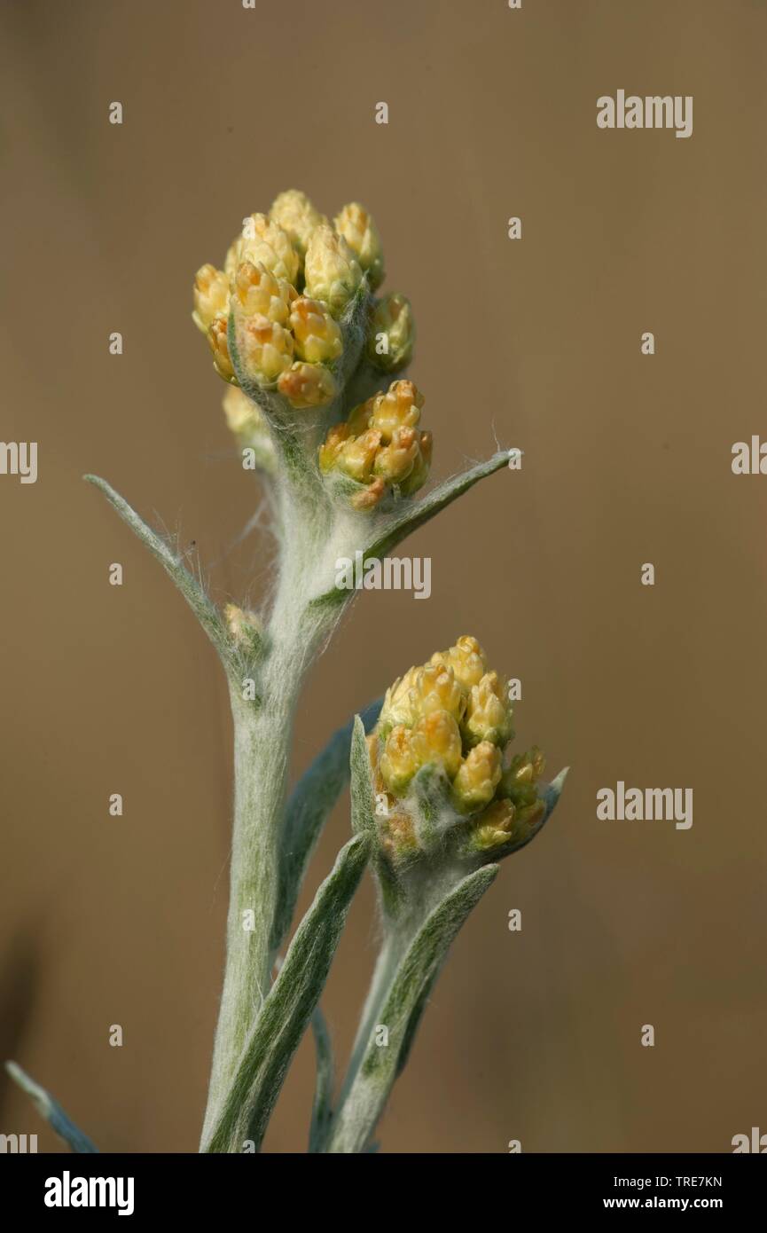 Gelbe Everlasting Daisy, ewige Blume, Zwerg Everlasting (Helichrysum Arenarium), blühen, Deutschland Stockfoto