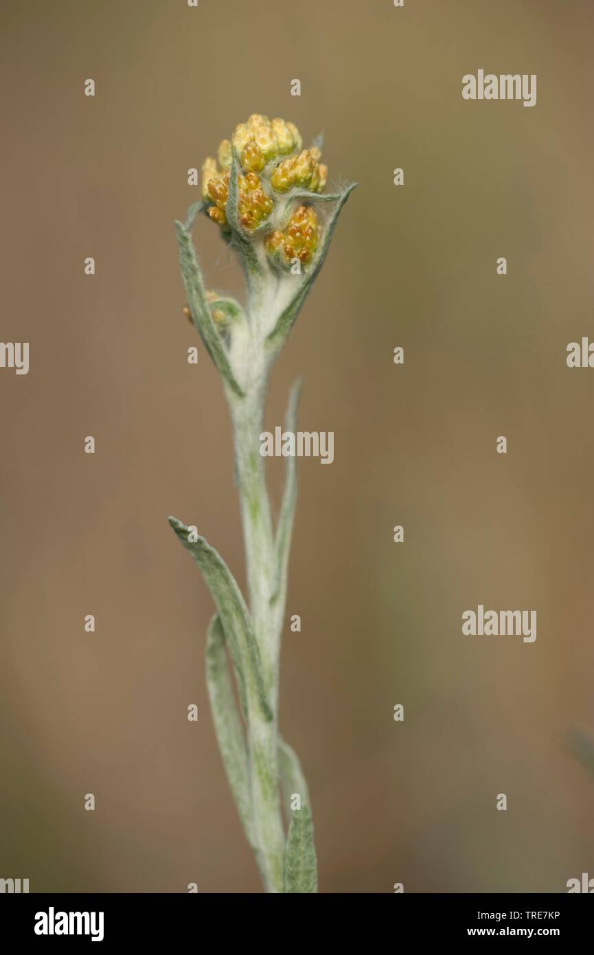 Gelbe Everlasting Daisy, ewige Blume, Zwerg Everlasting (Helichrysum Arenarium), blühen, Deutschland Stockfoto