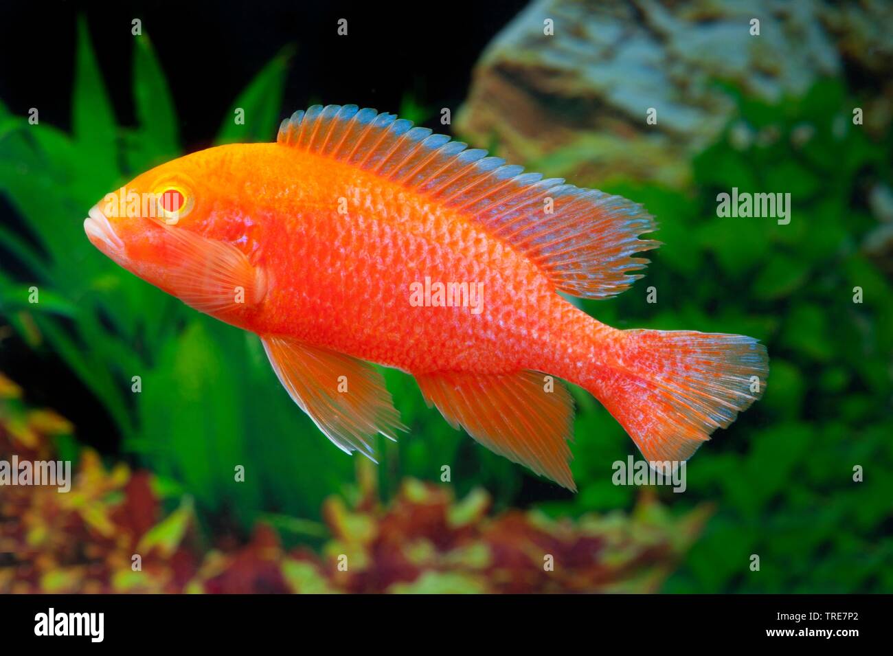 Malawi cichlid (Aulonacara firefish Coral Red Albino), Schwimmen, Seitenansicht Stockfoto