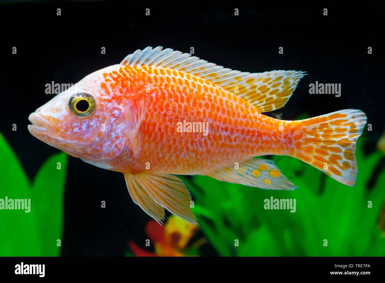 Malawi cichlid (Aulonacara firefish Rosa), die Tierzucht form Rosa Stockfoto