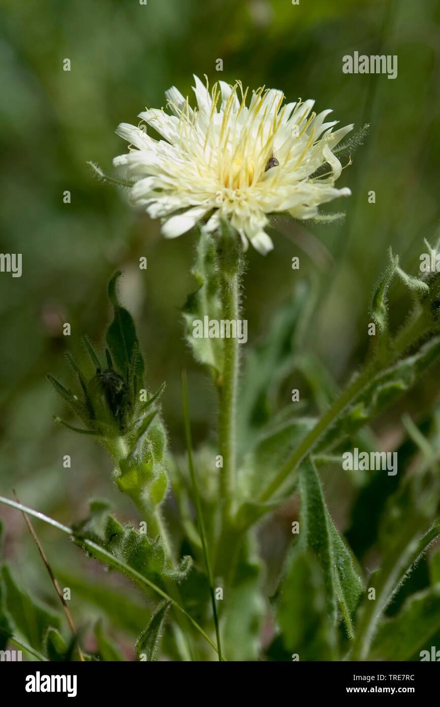 Habichtskraut (Hieracium intybaceum Schlagintweitia intybacea,), blühende, Schweiz, Furkapass Stockfoto