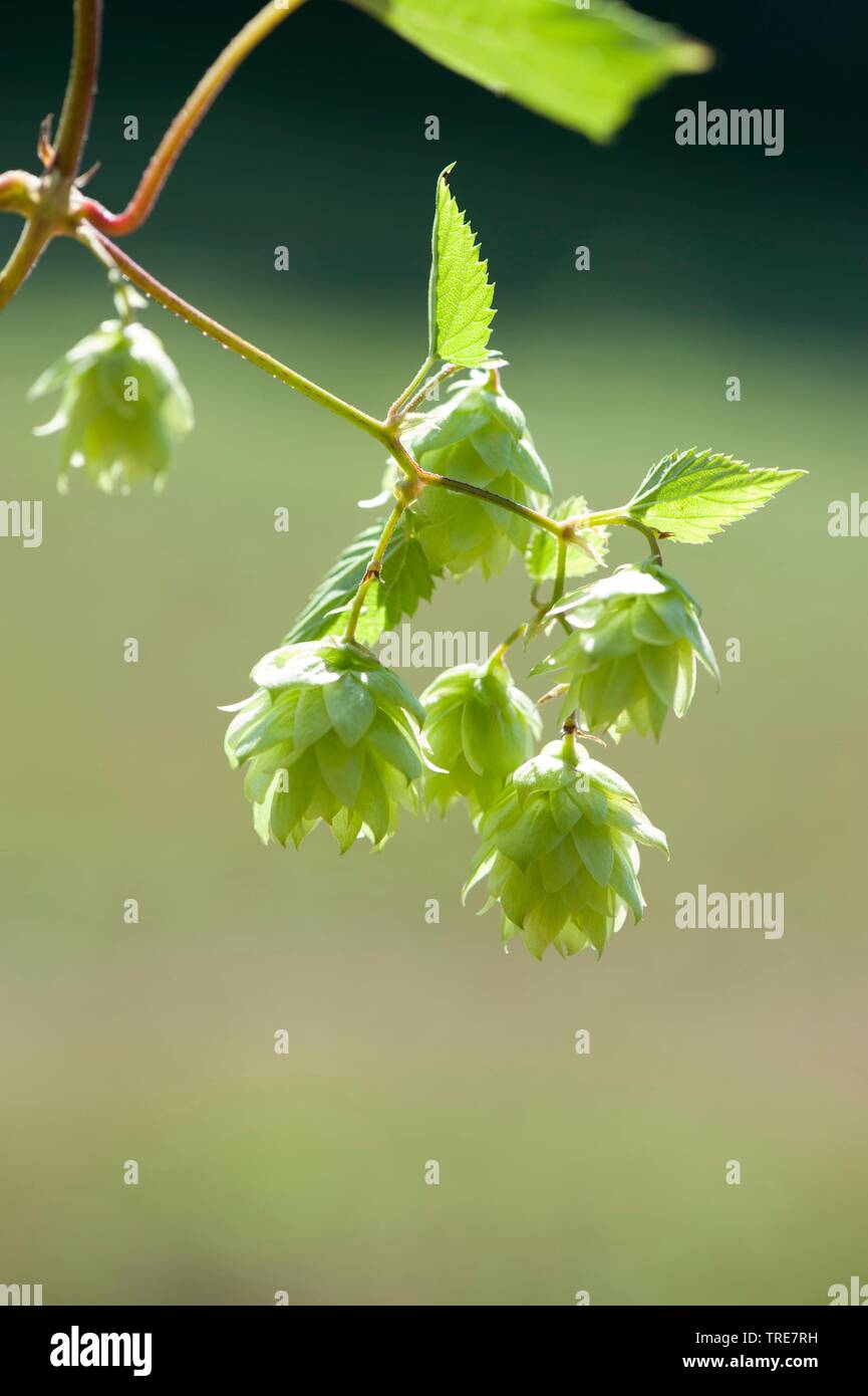 gemeinsamen Hopfen (Humulus Lupulus), Fruchtständen, Deutschland Stockfoto