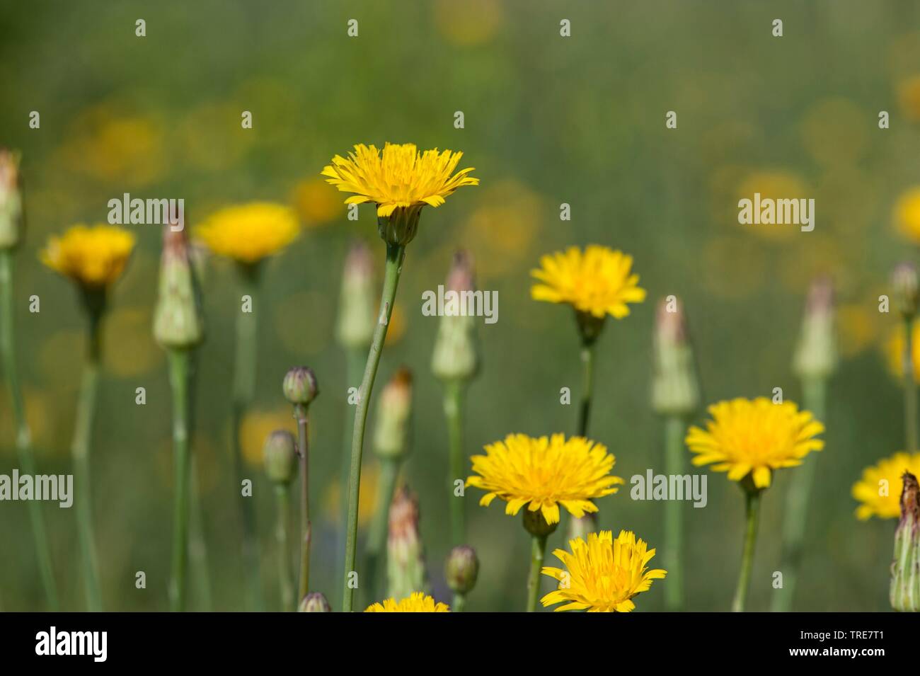 Katze Ohr, gefleckte Katze Ohr Gosmore, behaarte Katze Ohr, Spotted Cat-Ohr (Hypochaeris Radicata, Hypochoeris Radicata), blühen, Deutschland Stockfoto