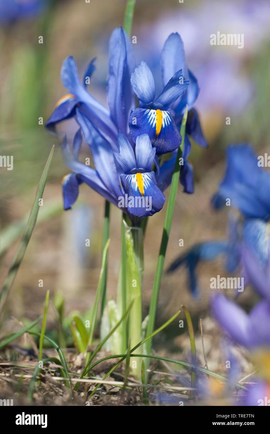 Aus vernetztem Iris (Iris reticulata Harmonie), blühende Stockfoto