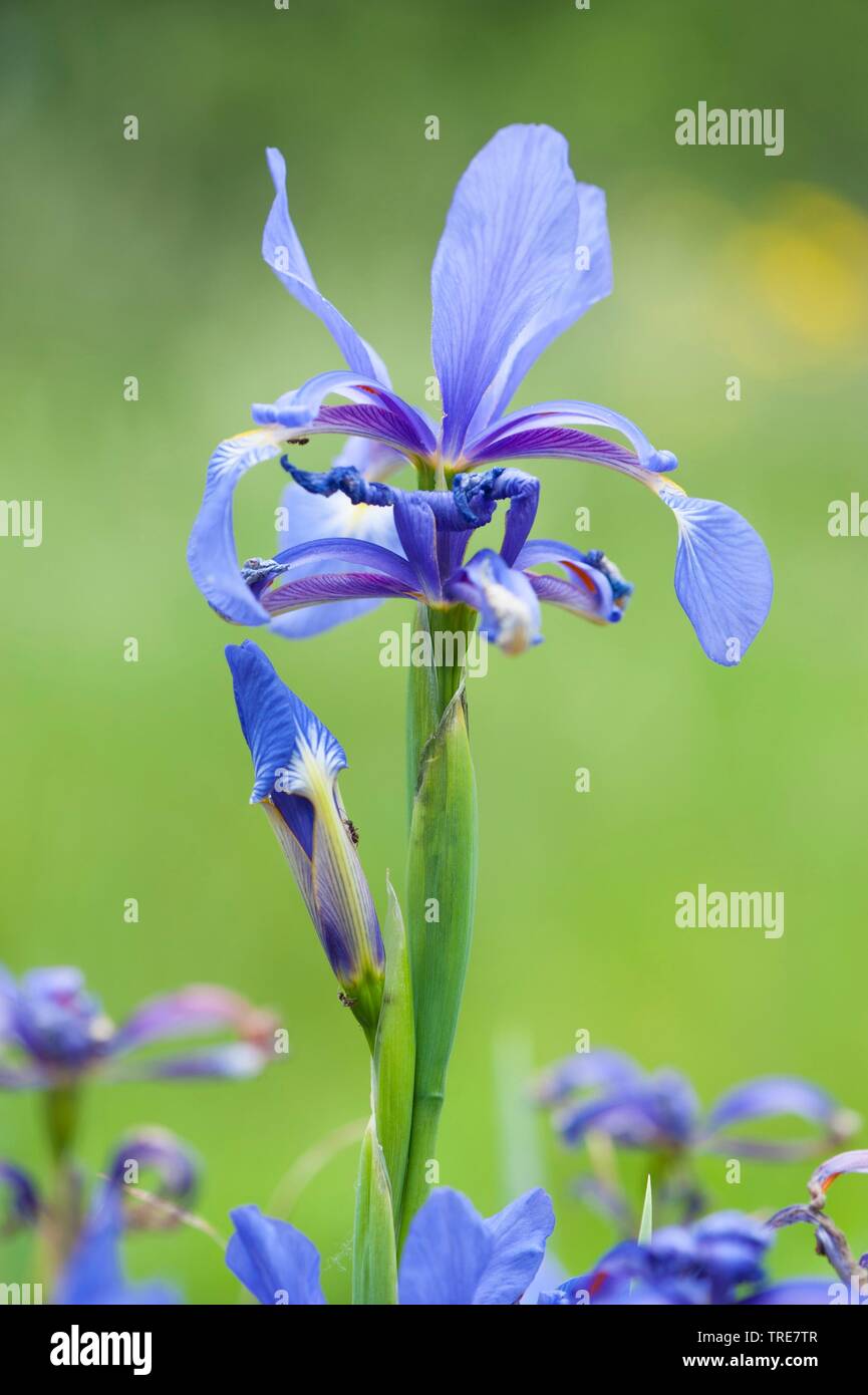 Blaue Iris, Seashore Iris (Iris spuria), Blumen Stockfoto