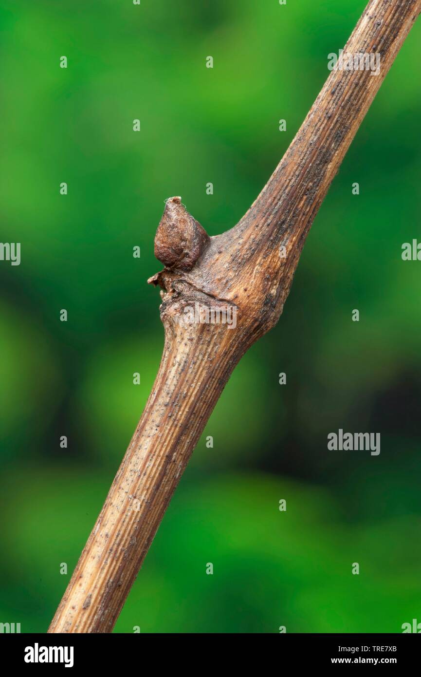 Rebe, Weinrebe (Vitis vinifera), Zweig mit der Knospe, Deutschland Stockfoto