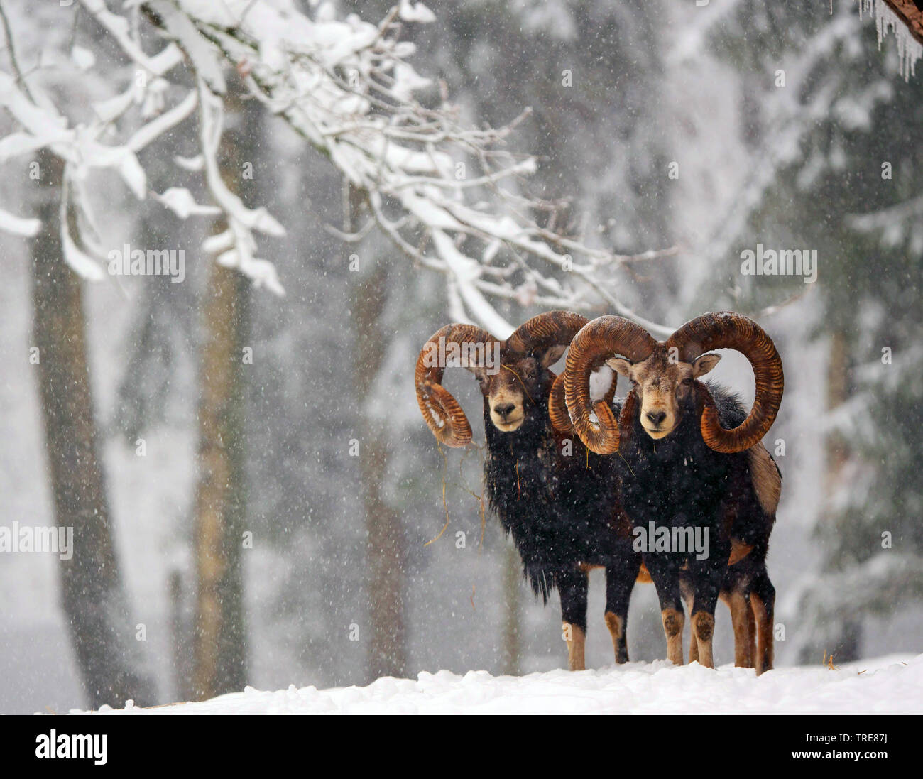 Mufflon (Ovis musimon, Ovis gmelini musimon, Ovis orientalis Musimon), auf einem schneebedeckten Clearing, Deutschland, Sachsen Stockfoto