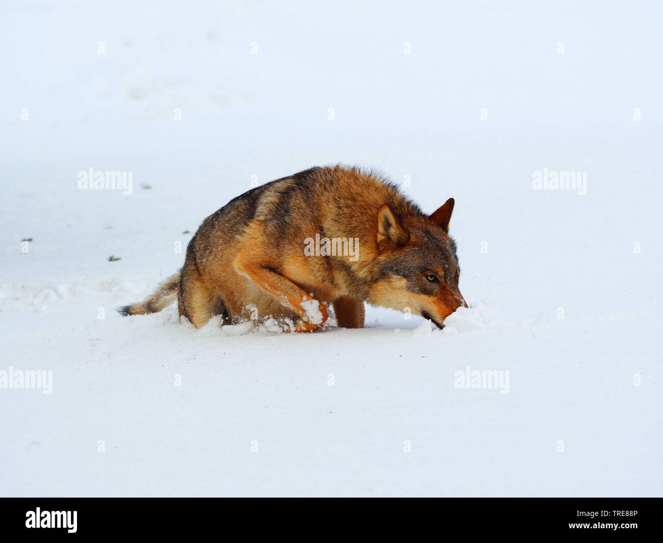 Europäische grauer Wolf (Canis lupus Lupus), in verschneite Wiese, Deutschland, Sachsen Stockfoto